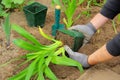 Planting a daylily Royalty Free Stock Photo