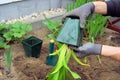 Planting a daylily Royalty Free Stock Photo