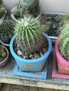 Planting Echinocactus grusonii var. albispinus or White barrel cactus or White ball cactus or Mother-in-law`s cushion. Royalty Free Stock Photo