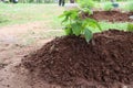 Planting eggplant trees with organic system for use in non-toxic food