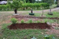 Planting eggplant trees with organic system for use in non-toxic food