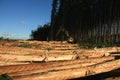 Planting eucalyptus trees in southern bahia Royalty Free Stock Photo