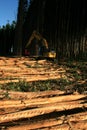 Planting eucalyptus trees in southern bahia Royalty Free Stock Photo