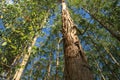 Planting eucalyptus trees in southern bahia Royalty Free Stock Photo