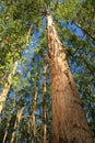 Planting eucalyptus trees in southern bahia Royalty Free Stock Photo