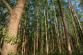 Planting eucalyptus trees in southern bahia Royalty Free Stock Photo