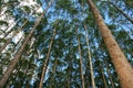 Planting eucalyptus trees in southern bahia Royalty Free Stock Photo