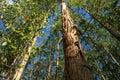Planting eucalyptus trees in southern bahia Royalty Free Stock Photo