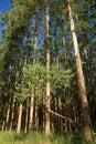 Planting eucalyptus trees in southern bahia Royalty Free Stock Photo