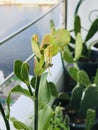 Planting Euphorbia bracteata or Little bird flower or Slipper plant on condominium balcony.