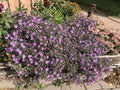 Planting European michaelmas daisy or Aster amellus or Purple dome aster or Purple aster in Lithuania.