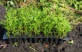 Planting evergreen thuja tree saplings for Green Fencing