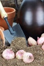 Planting Flower Bulbs