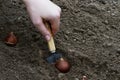 Planting flower bulbs (tulip) in the flower-garden in autumn. Gardening, planting Royalty Free Stock Photo