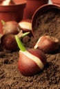 Planting flower bulbs tulip in the flower-garden in autumn Royalty Free Stock Photo