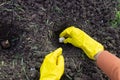 planting flower bulbs. Women& x27;s gloved hands hold a tulip bulb over a formed planting hole Royalty Free Stock Photo