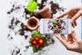 Planting seedlings composition. Female hands holding a smartphone.