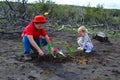 planting flowers