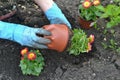 Planting flowers dahlia min