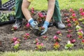 Planting flowers