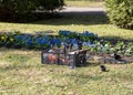 Planting flowers in the park in spring.