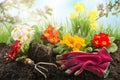 Planting colorful flowers in springtime