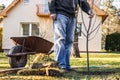 Planting fruit tree in garden at springtime Royalty Free Stock Photo