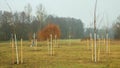 OLOMOUC, CZECH REPUBLIC, DECEMBER 15, 2019: Planting fruit trees on meadow near floodplain forest. White protects