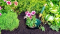 Planting garden flowers concept. Planting seedlings of annual flowers in the soil. A pink petunia is planted in a hole in a flower Royalty Free Stock Photo