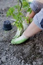 Planting Royalty Free Stock Photo