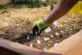 Planting garlic Royalty Free Stock Photo