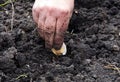 Planting garlic with separate cloves in the prepared soil