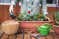 Planting geranium flowers into window box at backyard