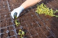 Planting geranium into large plastic tray