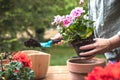 Planting geranium plant into terracotta flower pot