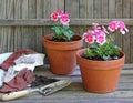 Planting Geranium Plants