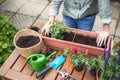 Planting geranium seedling into flower pot