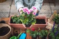 Planting geranium seedling on table