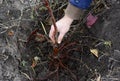 Planting a grafted apple tree in autumn. A close-up of a fruit tree roots spread in a planting hole