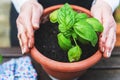 Planting green basil in the garden on a wooden table