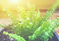 planting green ferns in the black pot and orange beam in the morning