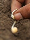 Planting green pea seedling Royalty Free Stock Photo