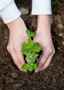 Planting green sweet pea plant in fertile soil. Royalty Free Stock Photo