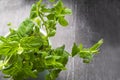 Planting greens in a pot from the store in the pot. Melissa officinalis. Useful and tasty mint plants Royalty Free Stock Photo