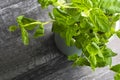 Planting greens in a pot from the store in the pot. Melissa officinalis. Useful and tasty mint plants Royalty Free Stock Photo