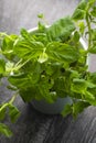Planting greens in a pot from the store in the pot. Melissa officinalis. Useful and tasty mint plants Royalty Free Stock Photo