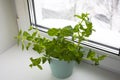 Planting greens in a pot from the store in the pot. Melissa officinalis. Useful and tasty mint plants on the windowsill Royalty Free Stock Photo