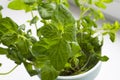 Planting greens in a pot from the store in the pot. Melissa officinalis. Useful and tasty mint plants on the windowsill Royalty Free Stock Photo