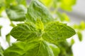 Planting greens in a pot from the store in the pot. Melissa officinalis. Useful and tasty mint plants on the windowsill Royalty Free Stock Photo