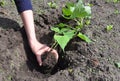 Planting and grow sweet potatoes batata plant, yams in the vegatables garden